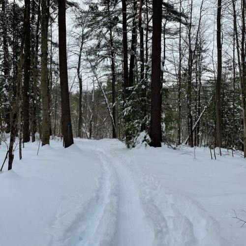 A snowy forest path winding through tall trees, with fresh tracks in the snow.