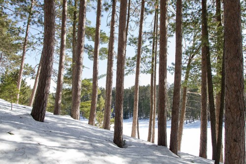 Tall pine trees stand in a snowy landscape, with sunlight filtering through the branches in a serene winter scene.