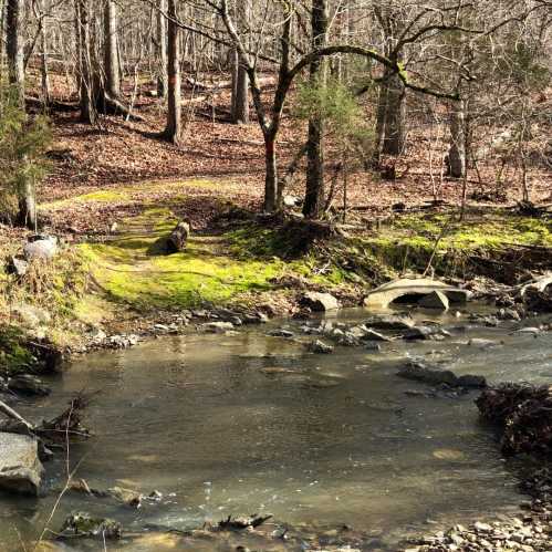 A serene forest scene featuring a small creek surrounded by trees and moss-covered rocks.