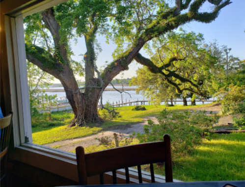 View from a window showing a large tree by a river, with green grass and a wooden walkway in the background.