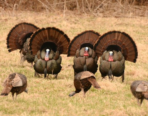 A group of male turkeys displaying their feathers in a grassy field, with a few females foraging nearby.