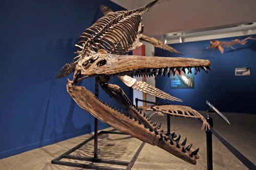 A large whale skeleton displayed in a museum, showcasing its massive jaw and intricate bone structure against a blue wall.