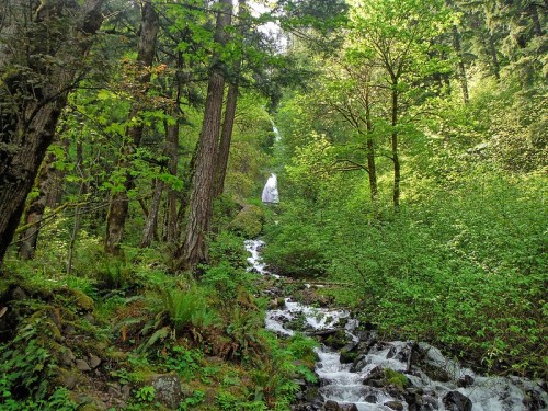 A serene forest scene with a waterfall cascading through lush greenery and a small stream flowing among the trees.