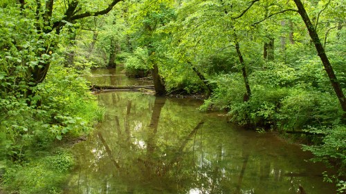 A serene forest scene with a calm, reflective stream surrounded by lush green trees and foliage.