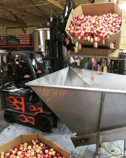 A forklift operator unloads boxes of apples into a large metal hopper in a warehouse. Apples are cascading into the hopper.