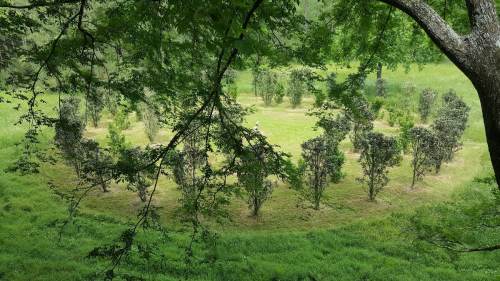 A circular arrangement of trees in a grassy area, framed by branches above, creating a serene natural scene.