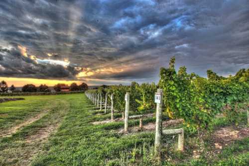 A scenic vineyard at sunset, with rows of grapevines and dramatic clouds in the sky.