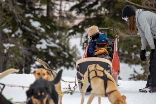 A child sits in a sled while a woman stands nearby, surrounded by sled dogs in a snowy landscape.