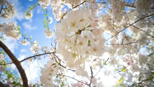 Close-up of white cherry blossoms against a bright blue sky, with sunlight filtering through the petals.
