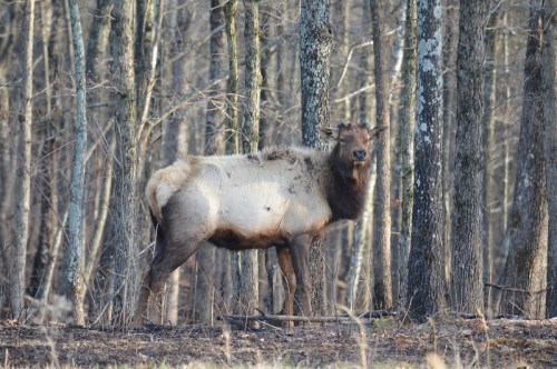 A lone elk stands among trees in a forest, showcasing its distinctive features and natural habitat.