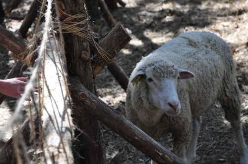 A sheep stands near a wooden structure in a shaded outdoor area.
