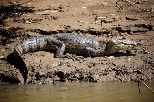 A crocodile resting on a muddy riverbank, partially submerged in water.