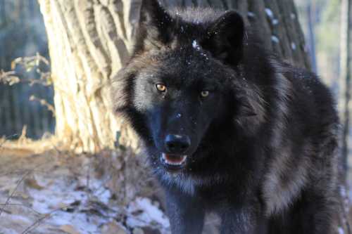 A close-up of a black wolf with piercing eyes, standing near a tree in a snowy forest setting.