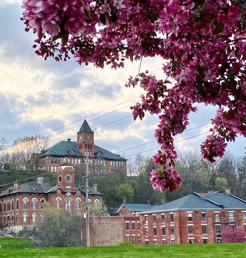 A blooming tree with pink flowers in the foreground, with historic buildings and a cloudy sky in the background.