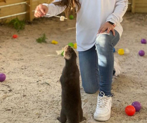 A person kneels on the ground, holding a treat for a standing animal in a playful, colorful outdoor setting.