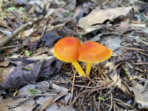 Two small orange mushrooms with yellow stems growing among fallen leaves and forest debris.