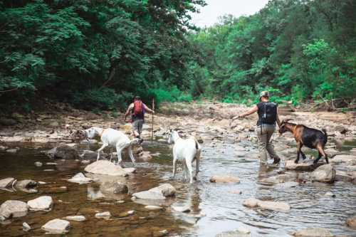 Two people and three goats walk through a rocky stream surrounded by lush greenery.