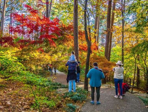 People walking along a scenic path surrounded by vibrant autumn foliage in a forested area.