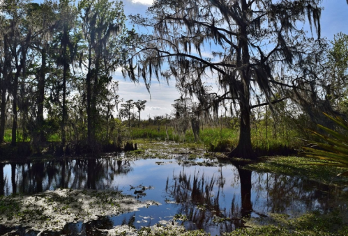 A serene wetland scene with trees draped in Spanish moss reflecting in calm water under a clear blue sky.