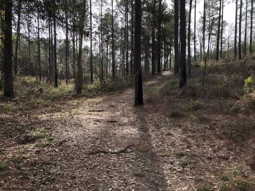 A dirt path winding through a forest of tall trees and scattered leaves, with sunlight filtering through the branches.