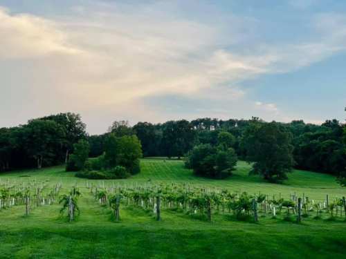 A scenic vineyard with rows of grapevines, surrounded by lush green fields and trees under a cloudy sky.