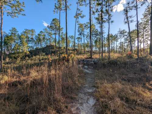 A winding dirt path leads through tall grass and pine trees under a clear blue sky.