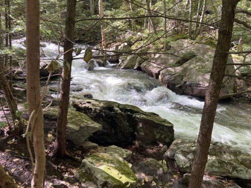 A serene stream flows through a forest, surrounded by rocks and trees, creating a peaceful natural scene.