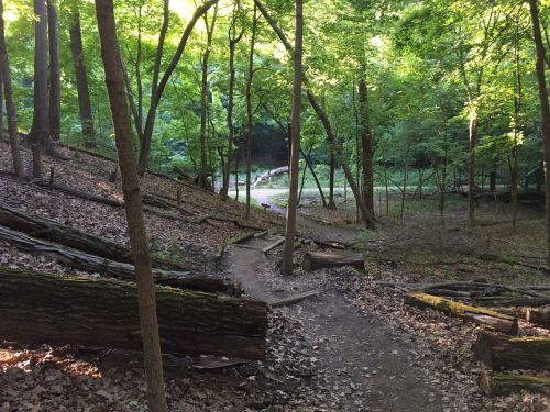A serene forest path winding through trees, with sunlight filtering through the leaves and fallen logs along the trail.