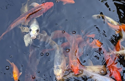 A variety of colorful fish swimming in dark water, creating ripples and bubbles on the surface.