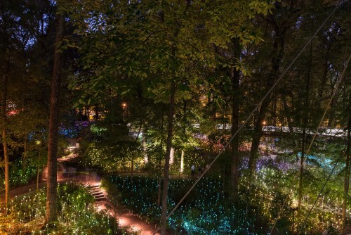 A nighttime view of a forest illuminated with colorful lights, creating a magical, enchanting atmosphere.