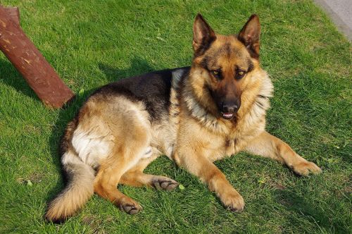 A German Shepherd dog lying on green grass, looking towards the camera with a relaxed expression.