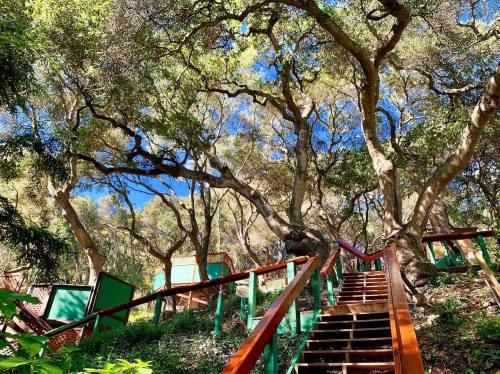 A wooden staircase winds through a lush forest with large trees and blue sky peeking through the foliage.