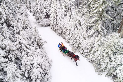 A horse-drawn sleigh travels through a snowy forest, surrounded by tall, snow-covered trees.