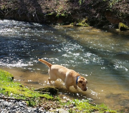 A yellow labrador wades in a sparkling stream, surrounded by greenery and rocks.