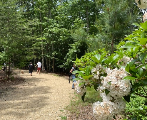 A scenic path through a lush green forest, with blooming white flowers in the foreground and people walking in the background.