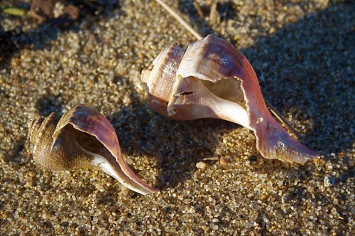 Two seashells resting on sandy beach, showcasing their spiral shapes and natural colors.