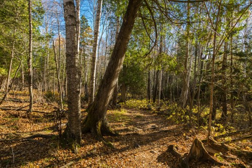 A serene forest path surrounded by tall trees and autumn foliage under a clear blue sky.