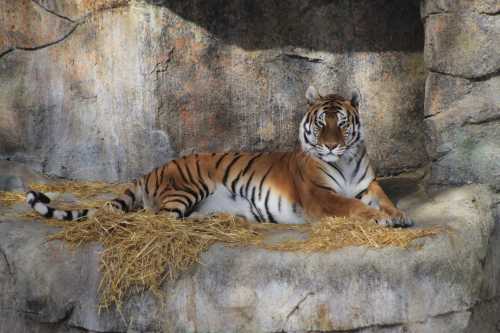 A tiger lounging on a rocky surface, surrounded by straw, with a calm expression.