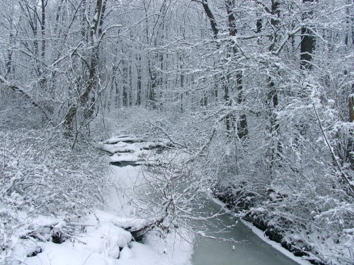 A serene winter scene of a snow-covered forest with a partially frozen stream and trees blanketed in white snow.