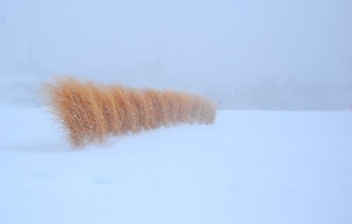 A row of tall, golden grasses swaying in a snowy landscape during a snowstorm.