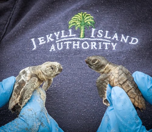 Two baby sea turtles held in gloved hands, with a Jekyll Island Authority logo in the background.