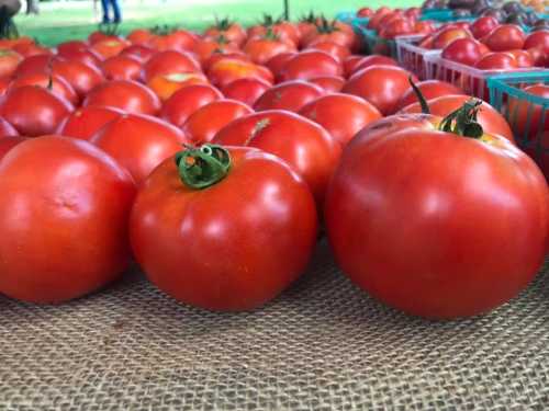 Fresh, ripe red tomatoes arranged on a burlap surface at a market, with more tomatoes in the background.