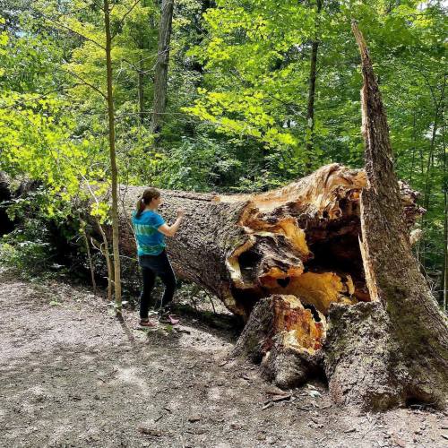 A person examines the exposed interior of a large fallen tree in a lush green forest.
