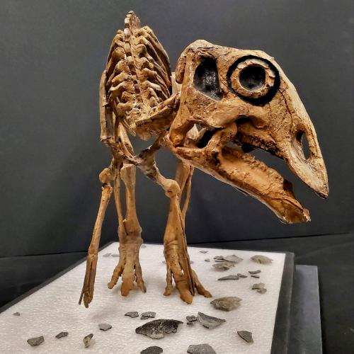 A fossilized bird skeleton displayed on a stand, showcasing its detailed skull and skeletal structure.