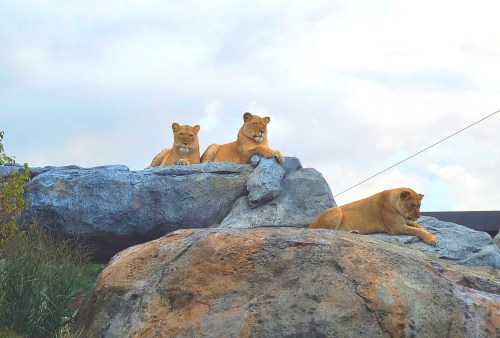 Three lions resting on a large rock formation under a cloudy sky.