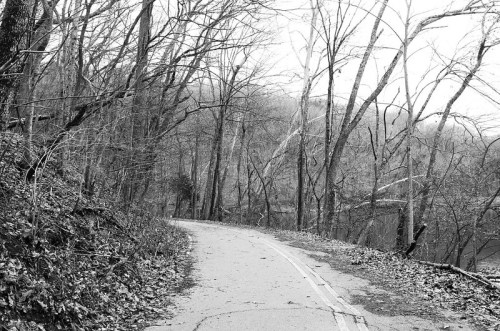 A winding, empty road surrounded by bare trees in a black-and-white landscape.