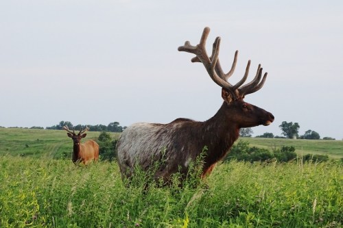 Two elk stand in a grassy field, one with large antlers, under a clear sky.