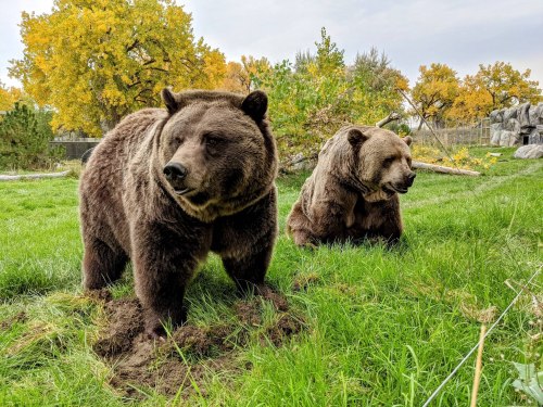 Two brown bears in a grassy area, surrounded by trees with autumn foliage in the background.