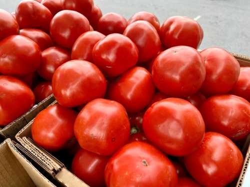 A close-up of fresh, ripe red tomatoes stacked in cardboard boxes at a market.