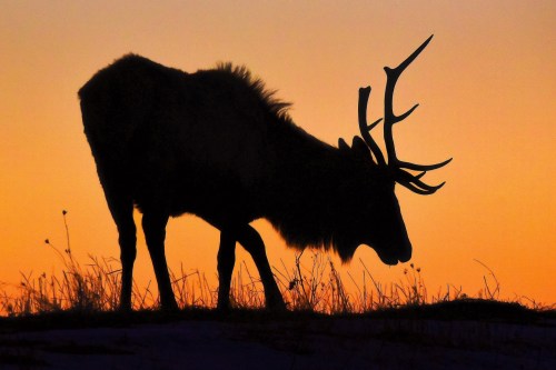 Silhouette of a deer with antlers against a vibrant sunset sky, surrounded by tall grass.